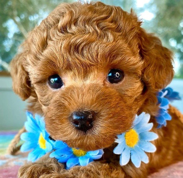 phantom poodles for sale near me