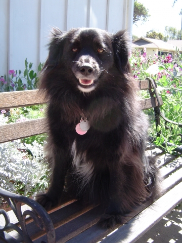 Name:  Rally
Owner:  Judy (Weide) Burrows
Age: 5
Breed: Pound Puppy
Special Talents:  Brings in the morning newspaper.