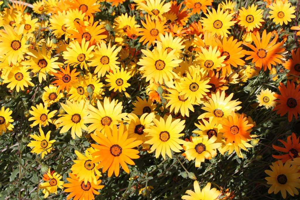 Desert flowers.
