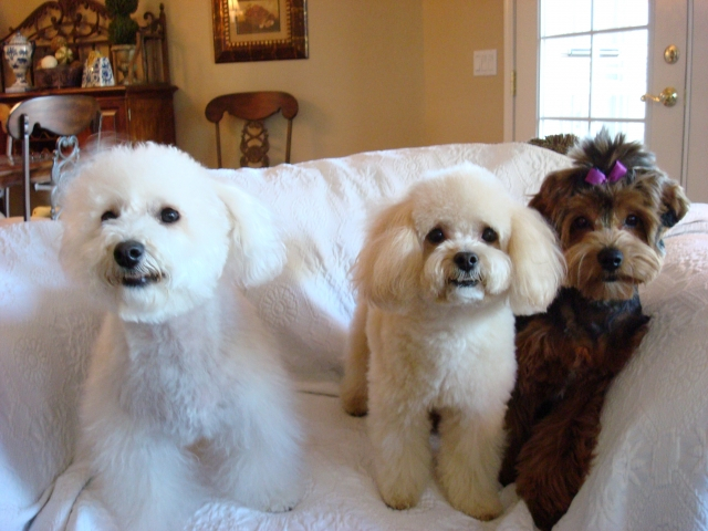 Since there are no grand babies, I have tried to make up the void in my life with my four legged babies. Here are 3 of my 5 babies! I have my own, private zoo!