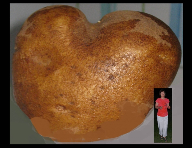 The heretofore mentioned Potato To Feed 50 (with life-sized-Linda photo to illustrate scale). (Incredible feat, Beth!)