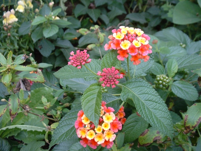 Lantana