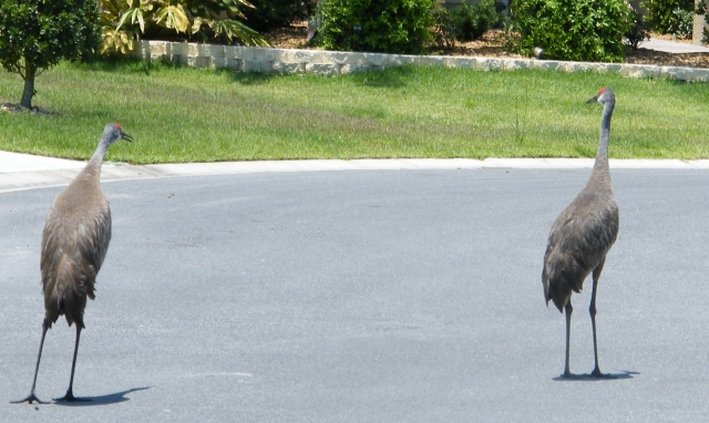 Florida Cranes