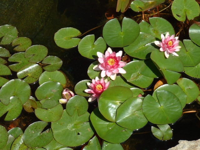 Water Lily