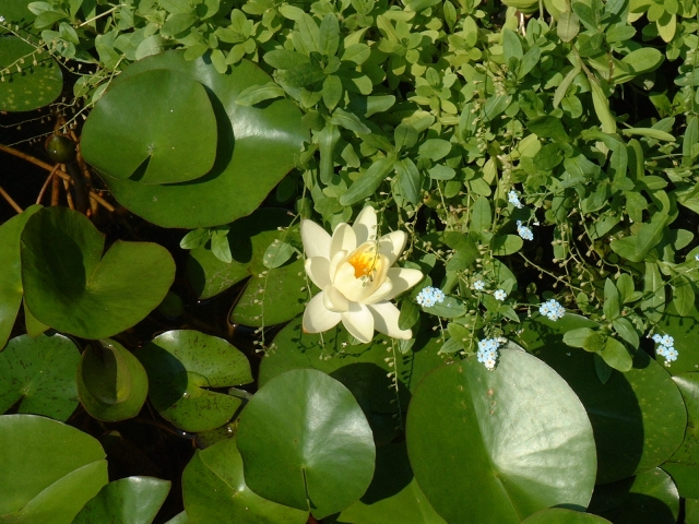 Water Lily 