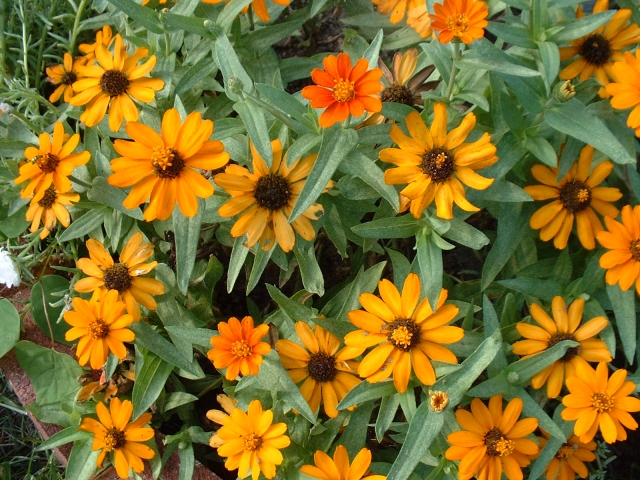 Zinna