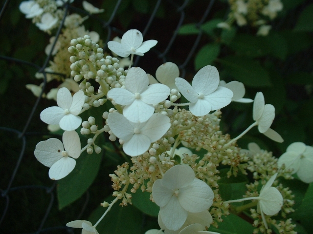 Oak Leaf Hydrangea
