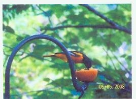 Leon Phillips  beautiful birds Ozark, Mo. area