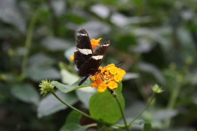 The butterfly garden was beautiful