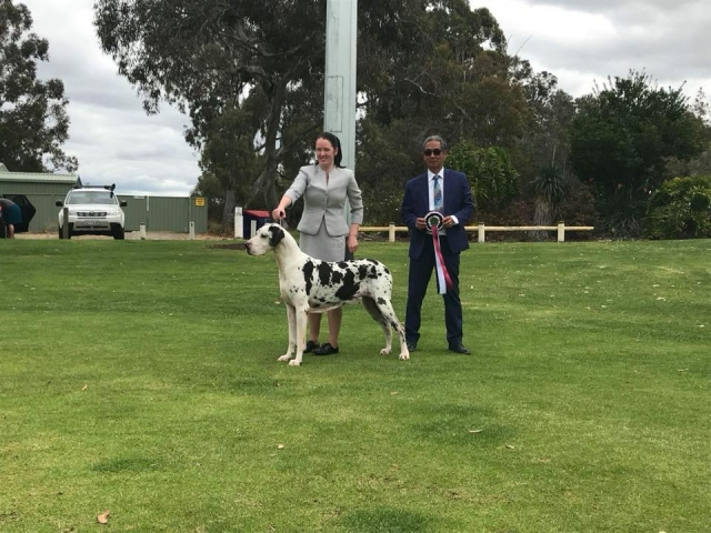 Best Neuter In Show 7/10/18 nearly 8 years of age