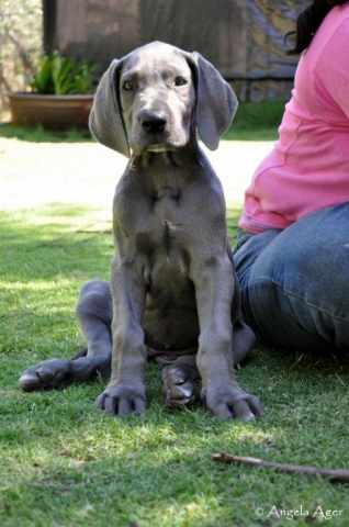 Holly 8 1/2 weeks
