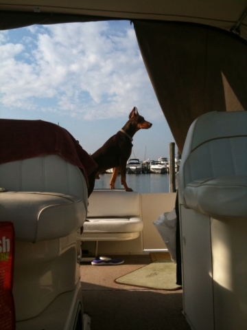 This is Guinness, he lives with the McGann family in NY