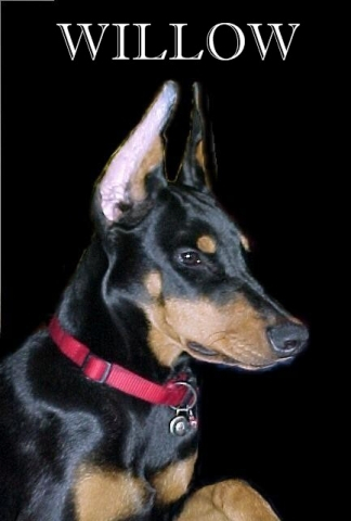 Willow was owned and loved by Don &Angela Czarski