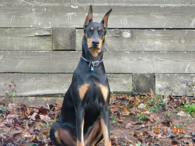 Bruno Who is proudly owned by Dana, Chris amd Nina Plowucha, NJ