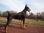 Calebs Eternal Hope 
Hope is 6 months old; featured here On Guard watching over the herd:)