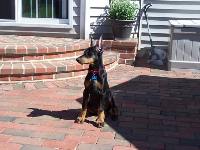 Baby Desmo in his new home