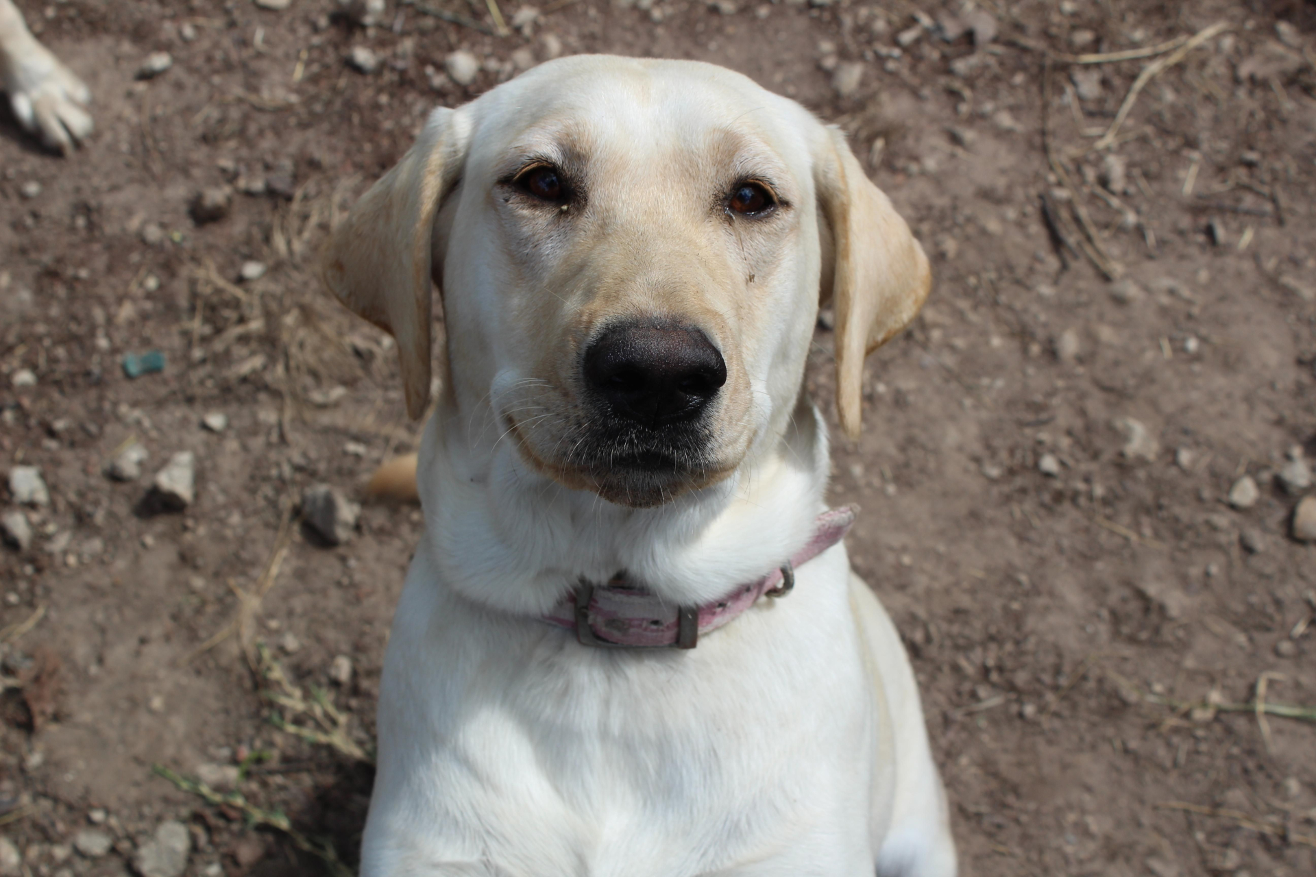 Elly May (Retired)
