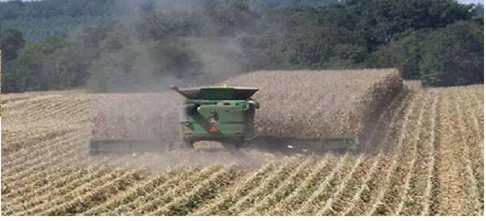 Corn Harvest 