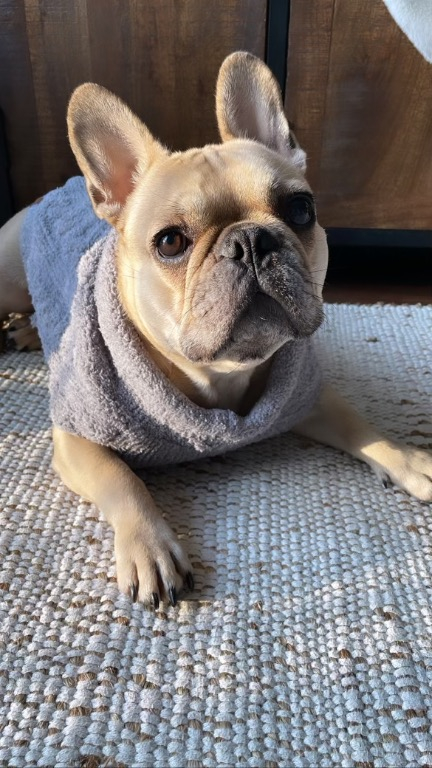 Louie
