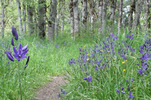 Camas flower in Bush Park
