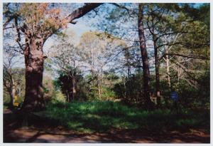 The thick oak tree on left was planted by Sam in the center of his property. It was well over a 100 years old before it had to be cut down in 2015 due to infection. Today only the stump remains due to its historic value.