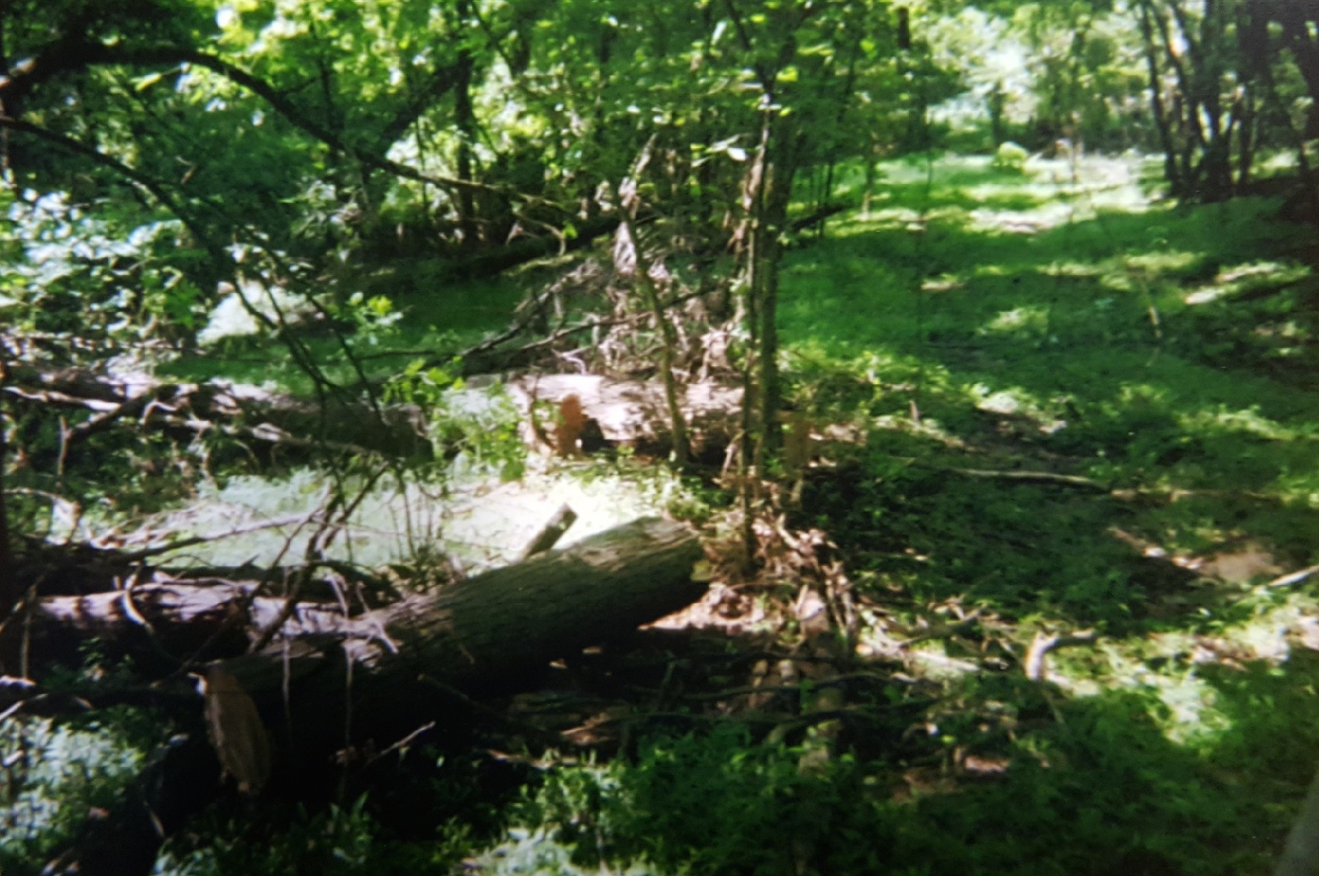 Contractor paid the Estate $164.54 for the (4) logs below.