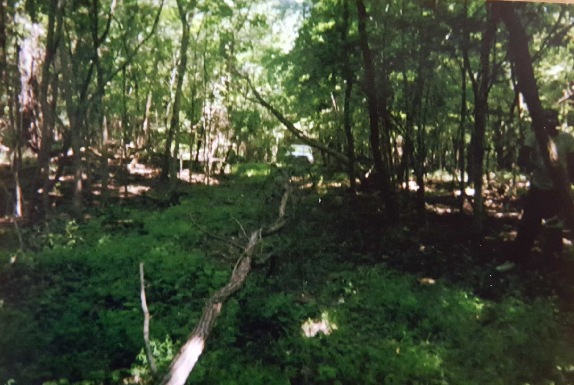 2 acres of trees being cleared out to install the pond.