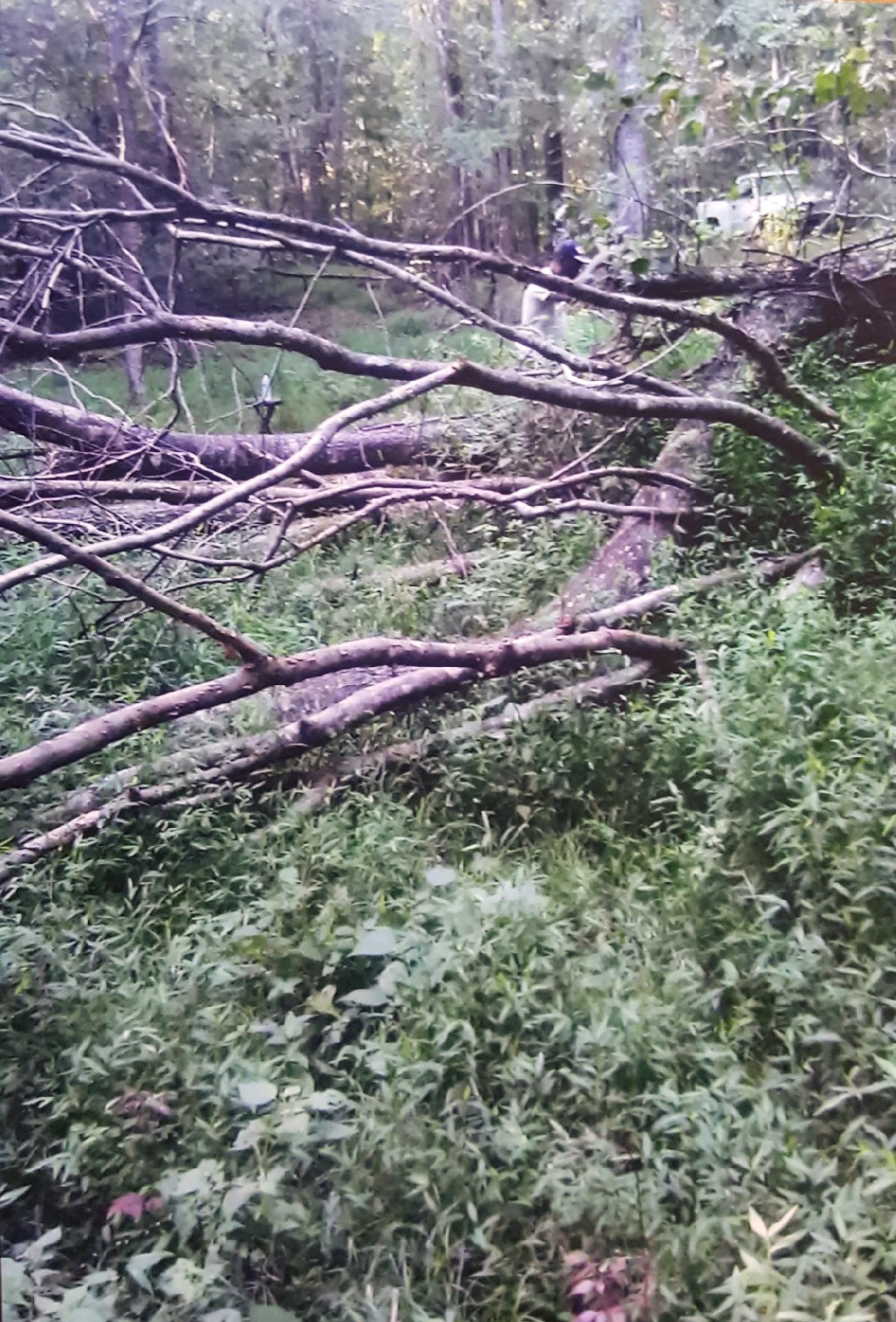 Contractor Shotwell (aka Shot) clearing the trees to make way for the pond installation