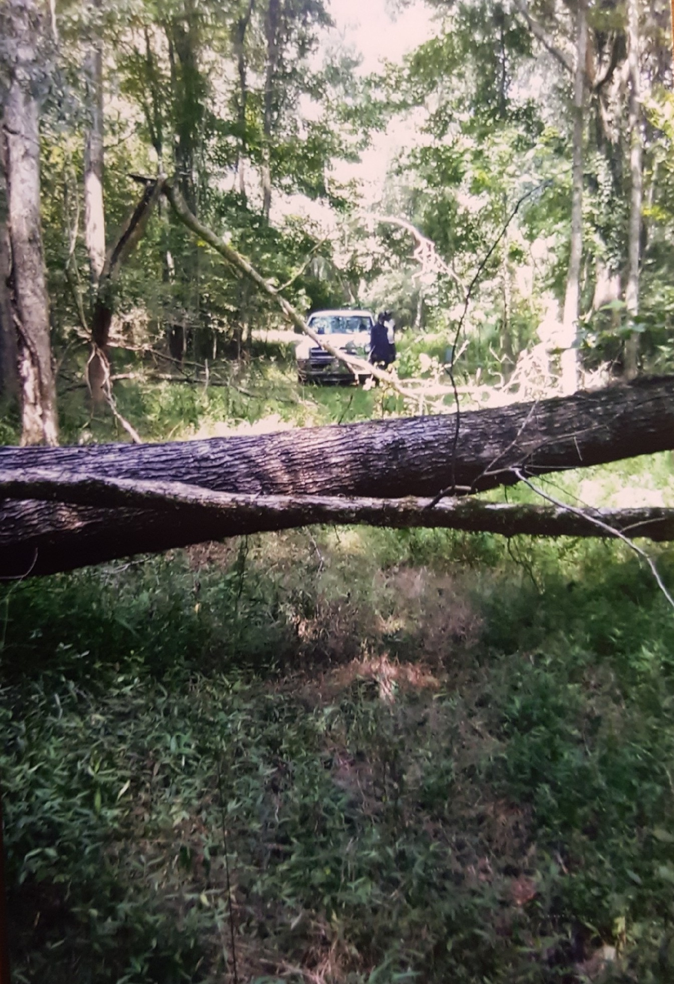 We sold the larger trees for a total of $4700.