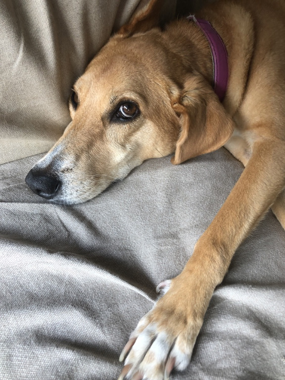 The incomparable Bailey. Eight-year-old rescue and native of Austin, Texas. (Jon Williams)