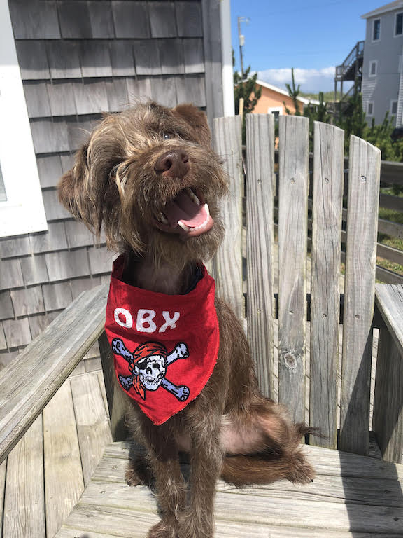 Max, our wild man. Rescued 11/2019. (Sheila Bruck Jackson)