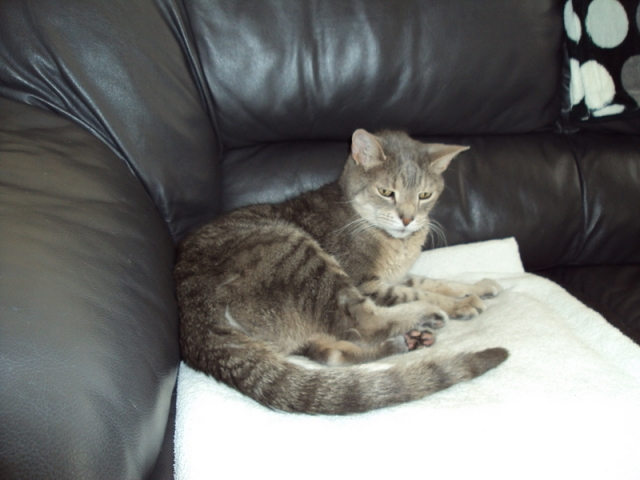 Sheryl McMahans cat Moe was her baby for 20 years. I said goodbye to him last year.