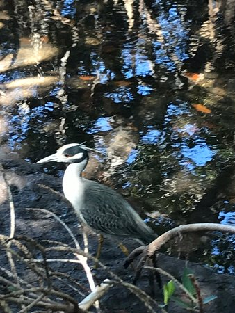 Ding Darling National Wildlife Refuge