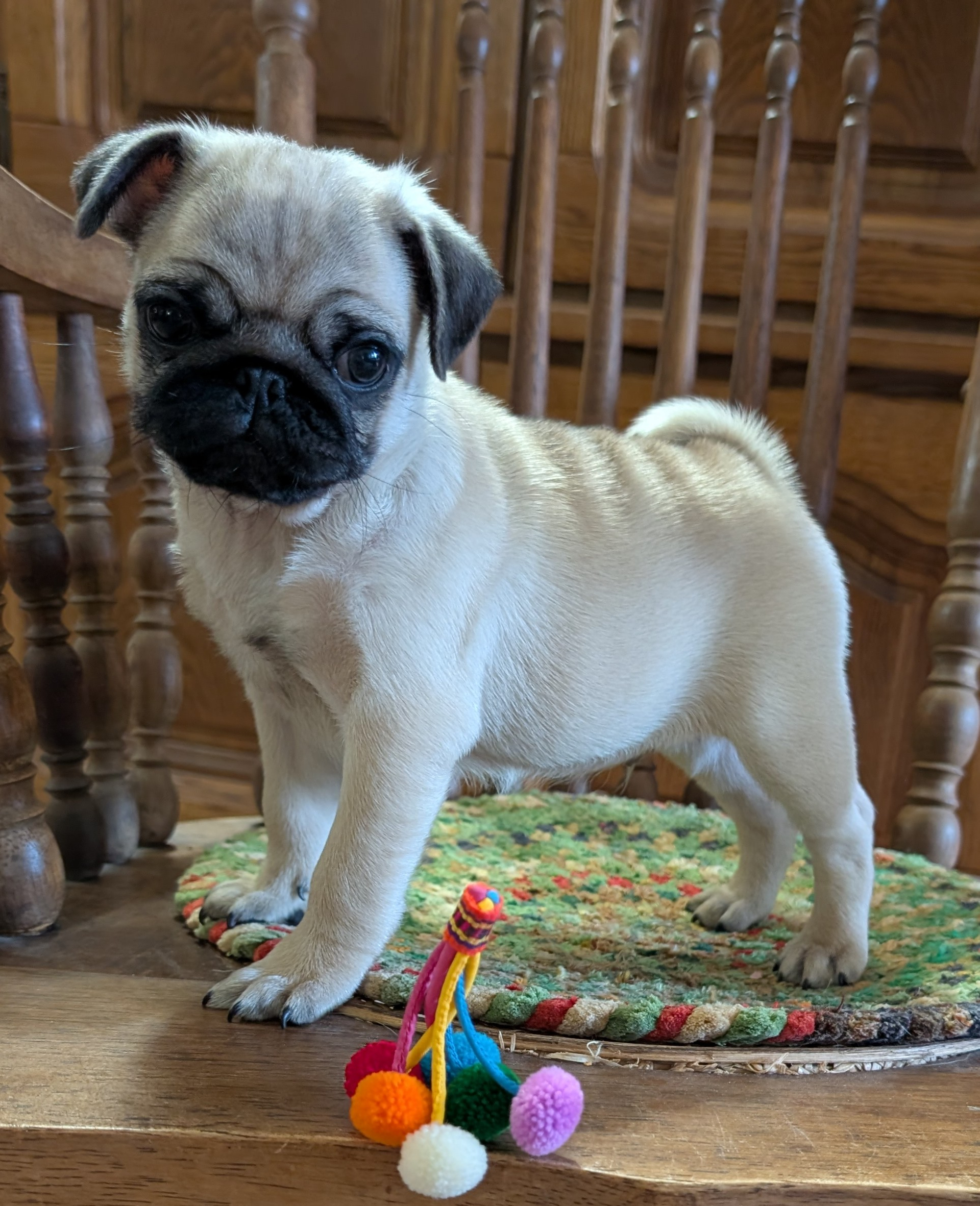 6 weeks old available baby boy