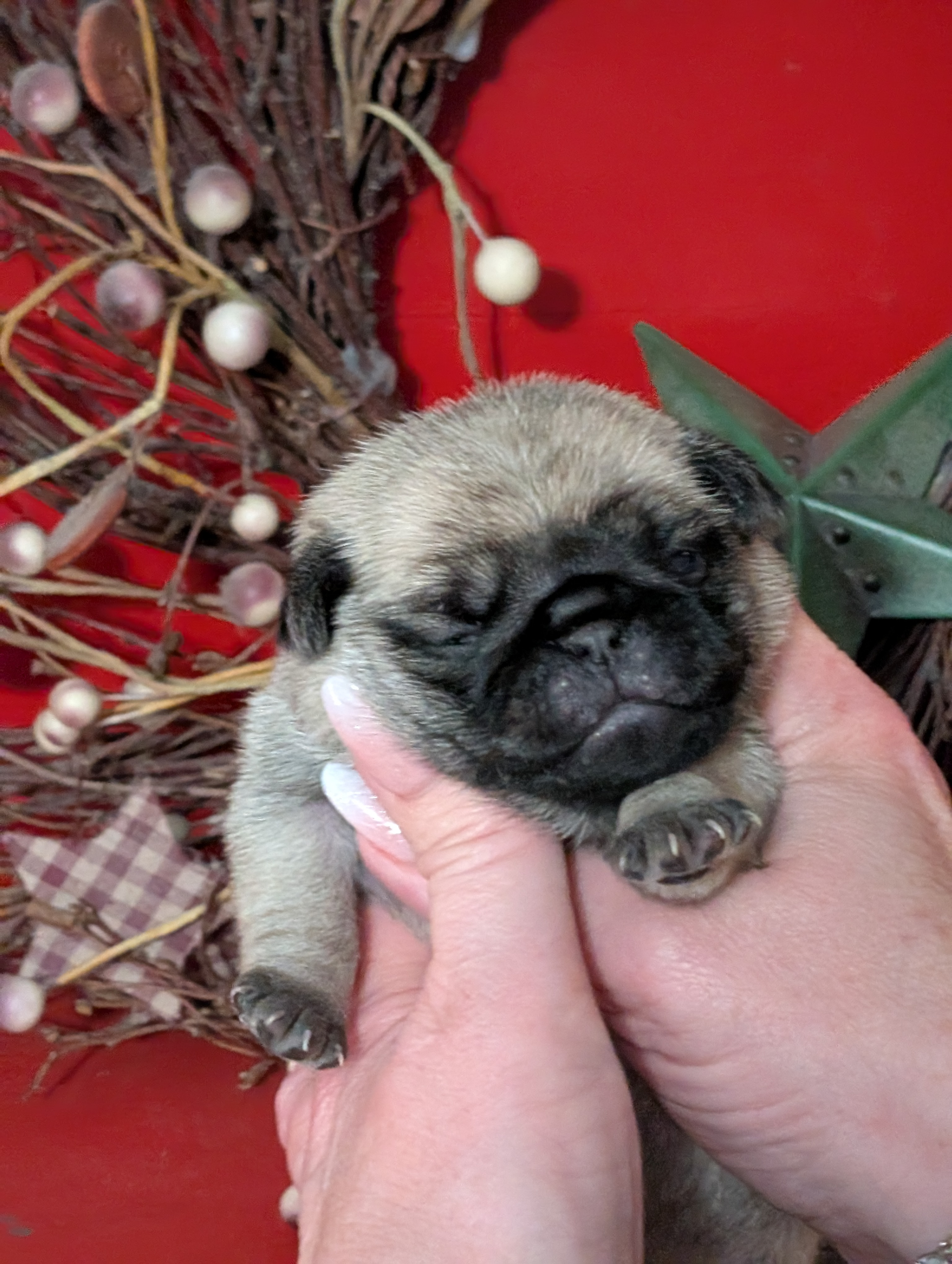 Baby girl 10 days old
