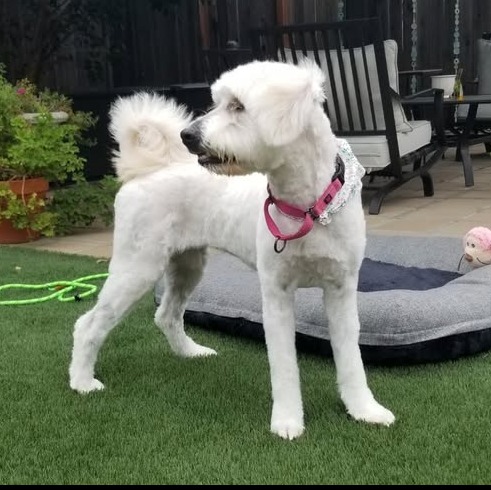 Hi I'm Whoville! I am a year old Poodle mix! I am sweet girl that loves to play. I love people but am not a fan of other animals. Any questions can be sent to solanospca@gmail.com.