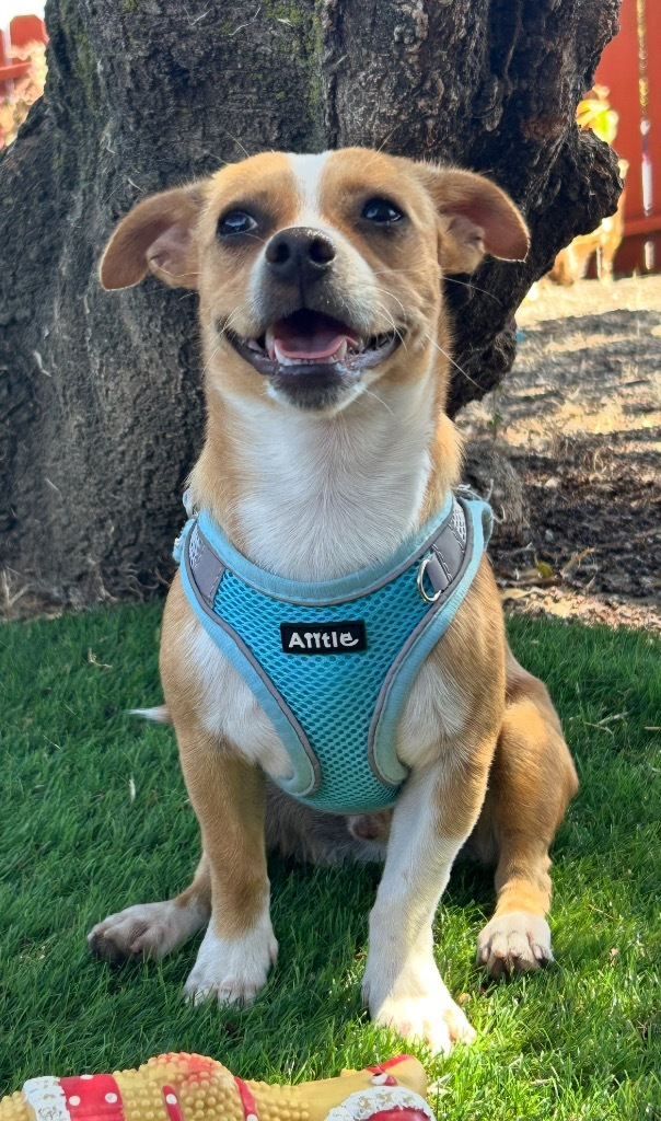 Hi I'm Leonard! I am a 2 year old Chihuahua mix! I came from a hoarding situation. I am very shy and I am going to need time to warm up to my new person. Any questions can be sent to solanospca@gmail.com.