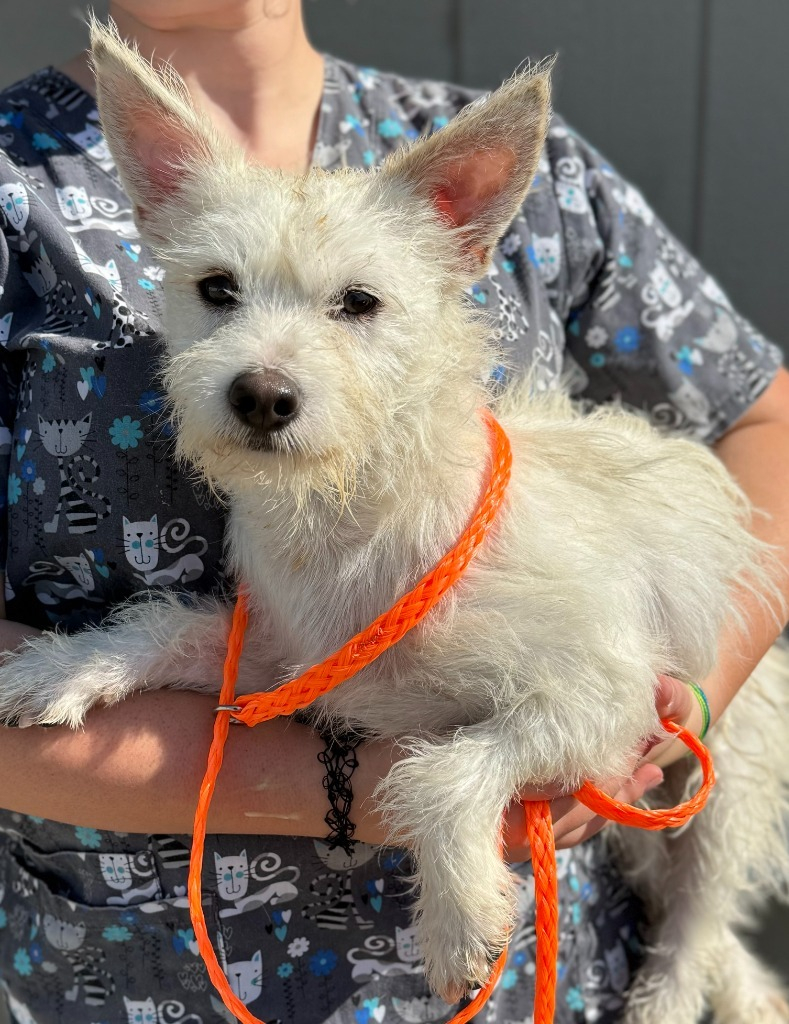 Hi I'm Succotash! I am a 2 year old male Westie mix. My owner passed away so I am overwhelmed by the shelter environment and need a patient understanding adopter. I will need an experienced owner with no kids. Any questions can be sent to solanospca@gmail.com.