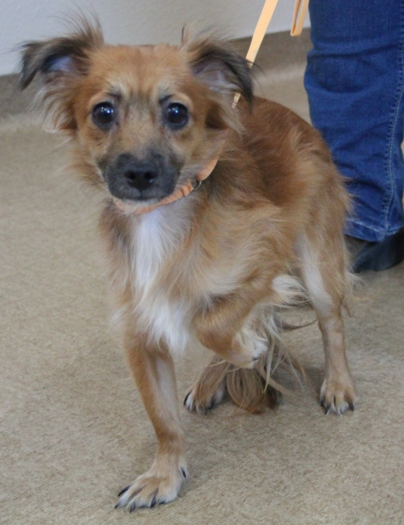 Hi I'm Albert! I am a 4-year-old Chihuahua mix! I came from a hoarding situation. I am very sweet but a little shy. Any questions can be sent to solanospca@gmail.com.