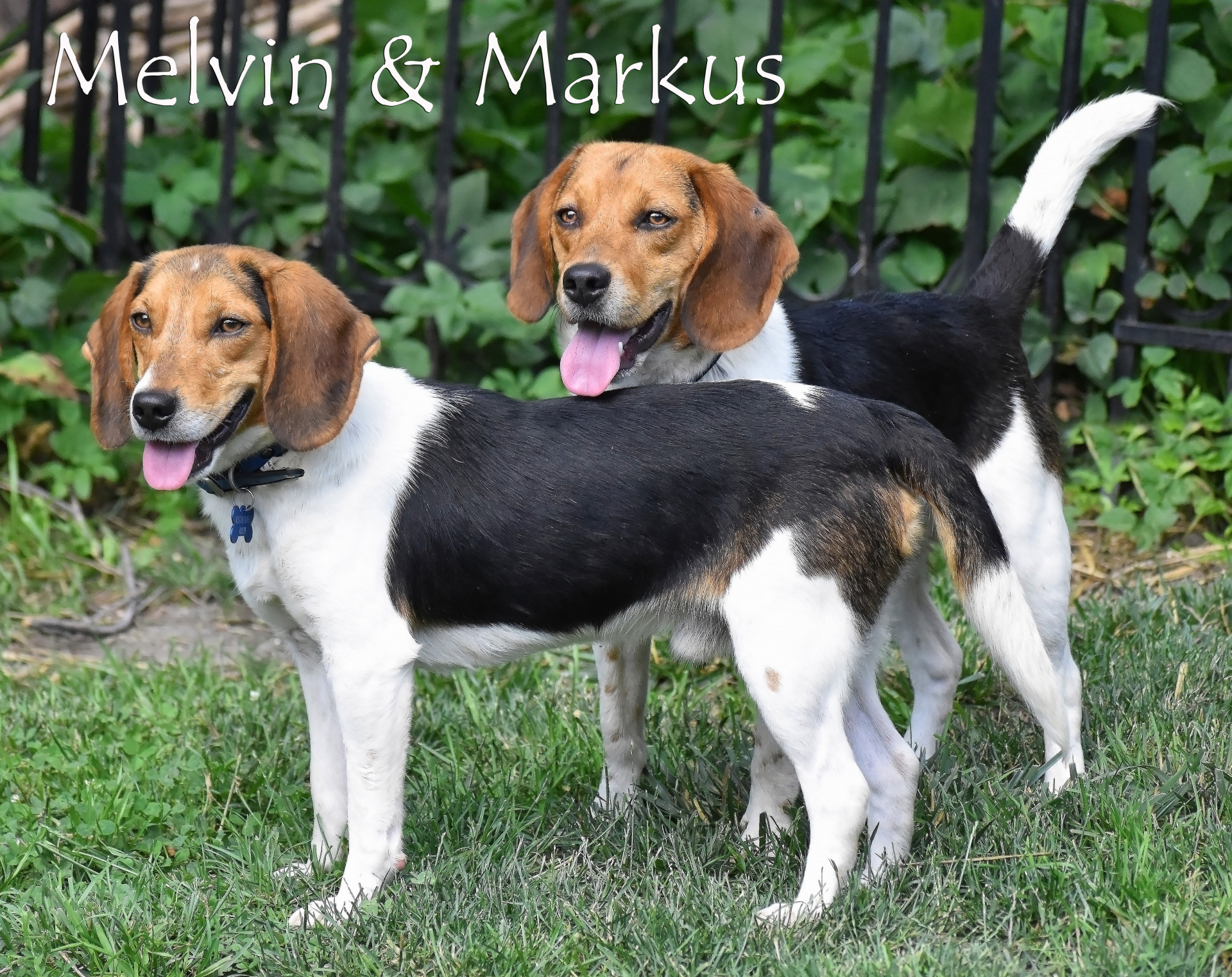Melvin and Markus