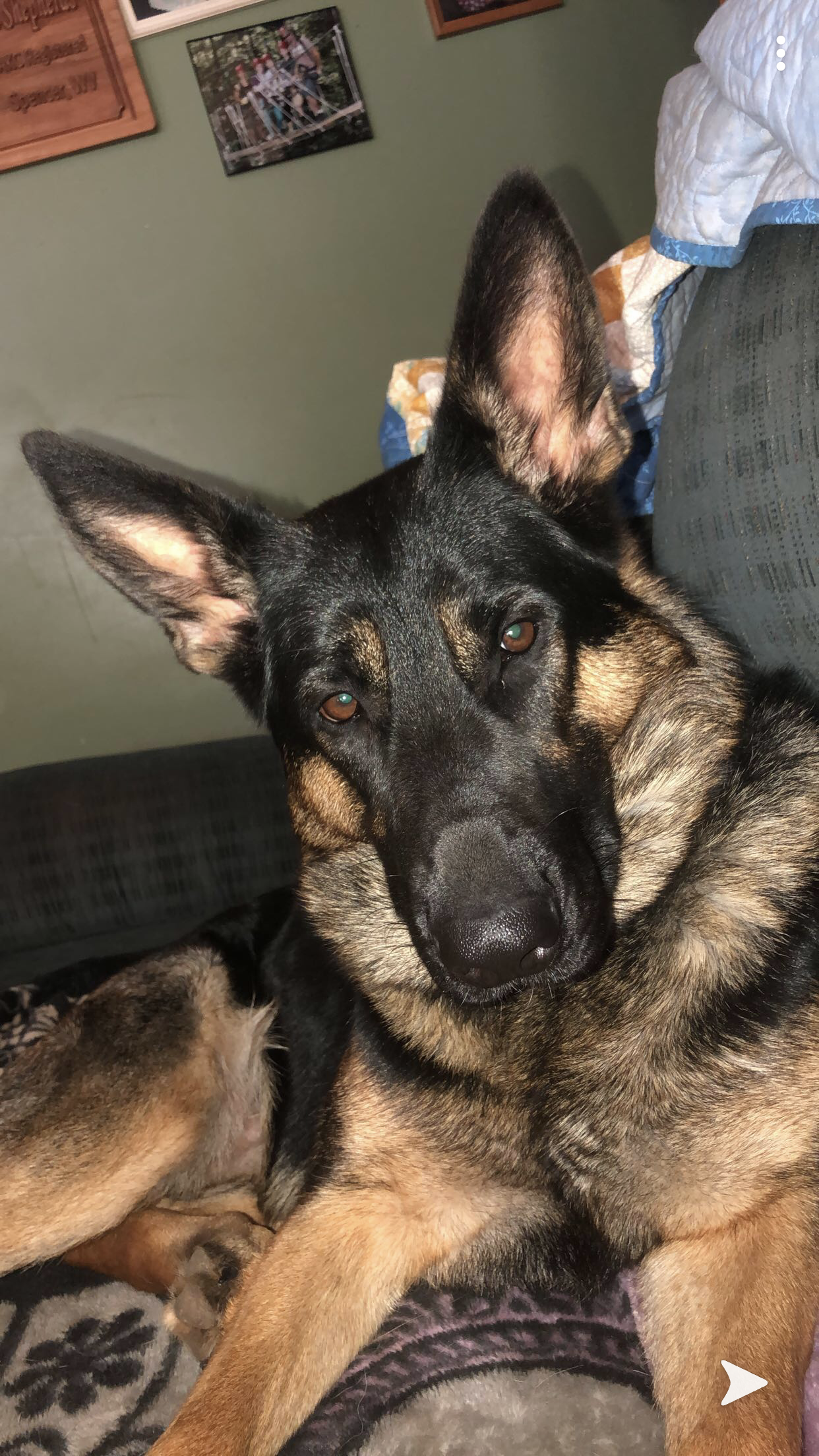 Akira, she has a West German working bloodline.