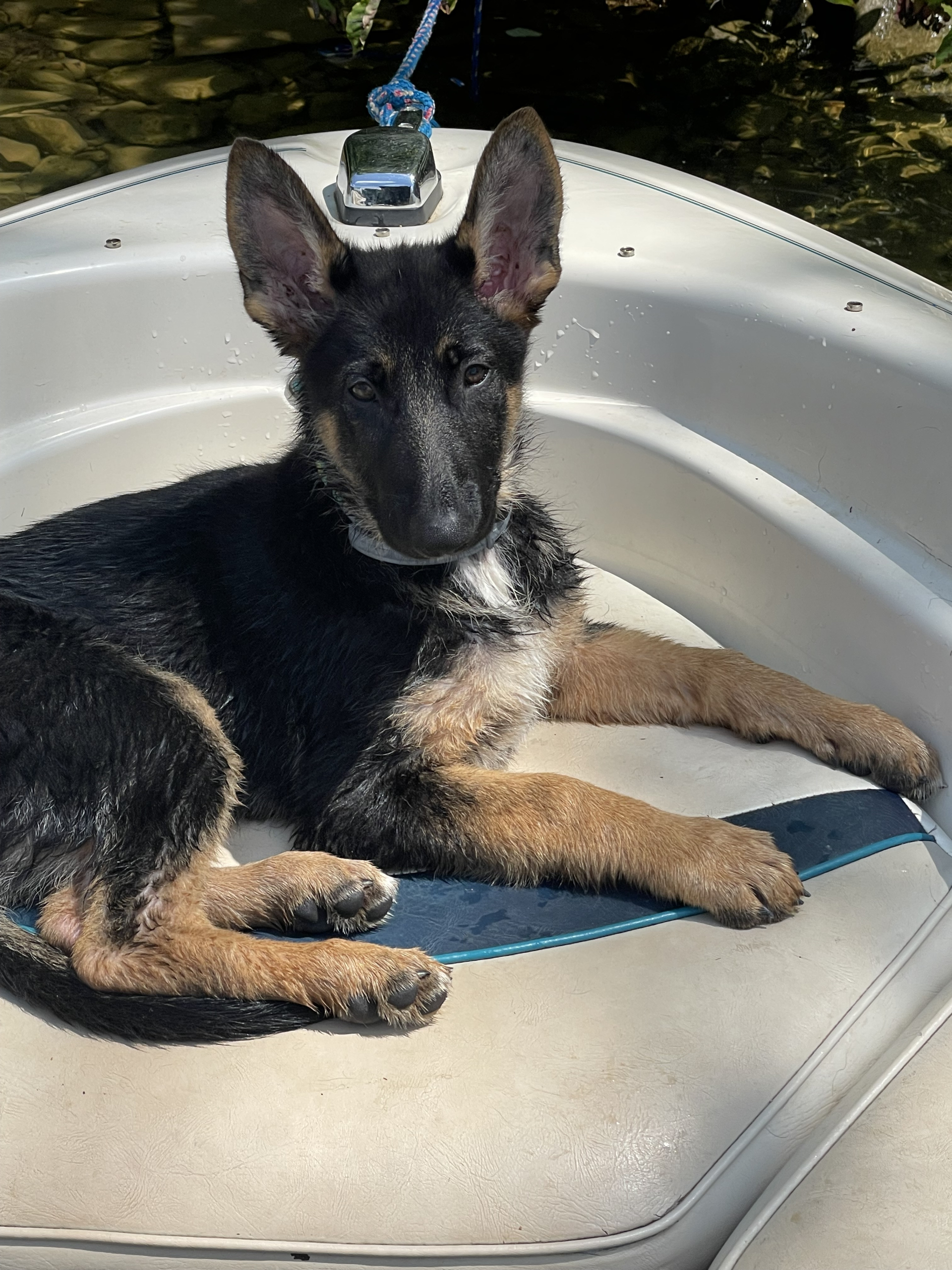 Ember boating when she was a pup.