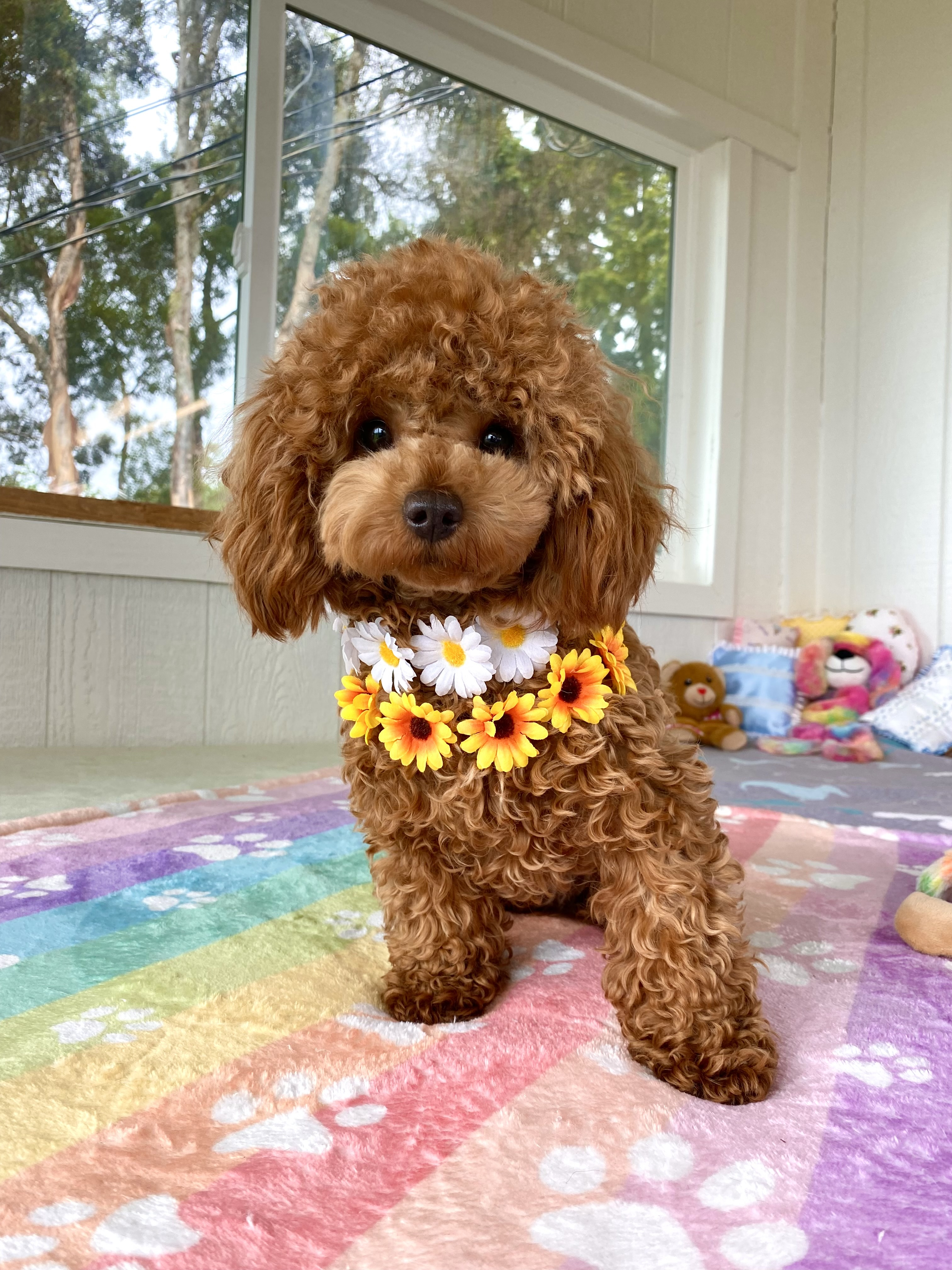 Aloha Toy Poodles & Maltipoos - Our Girls & Boys
