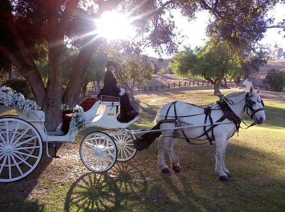 Horse Drawn Vis a Vis Carriage