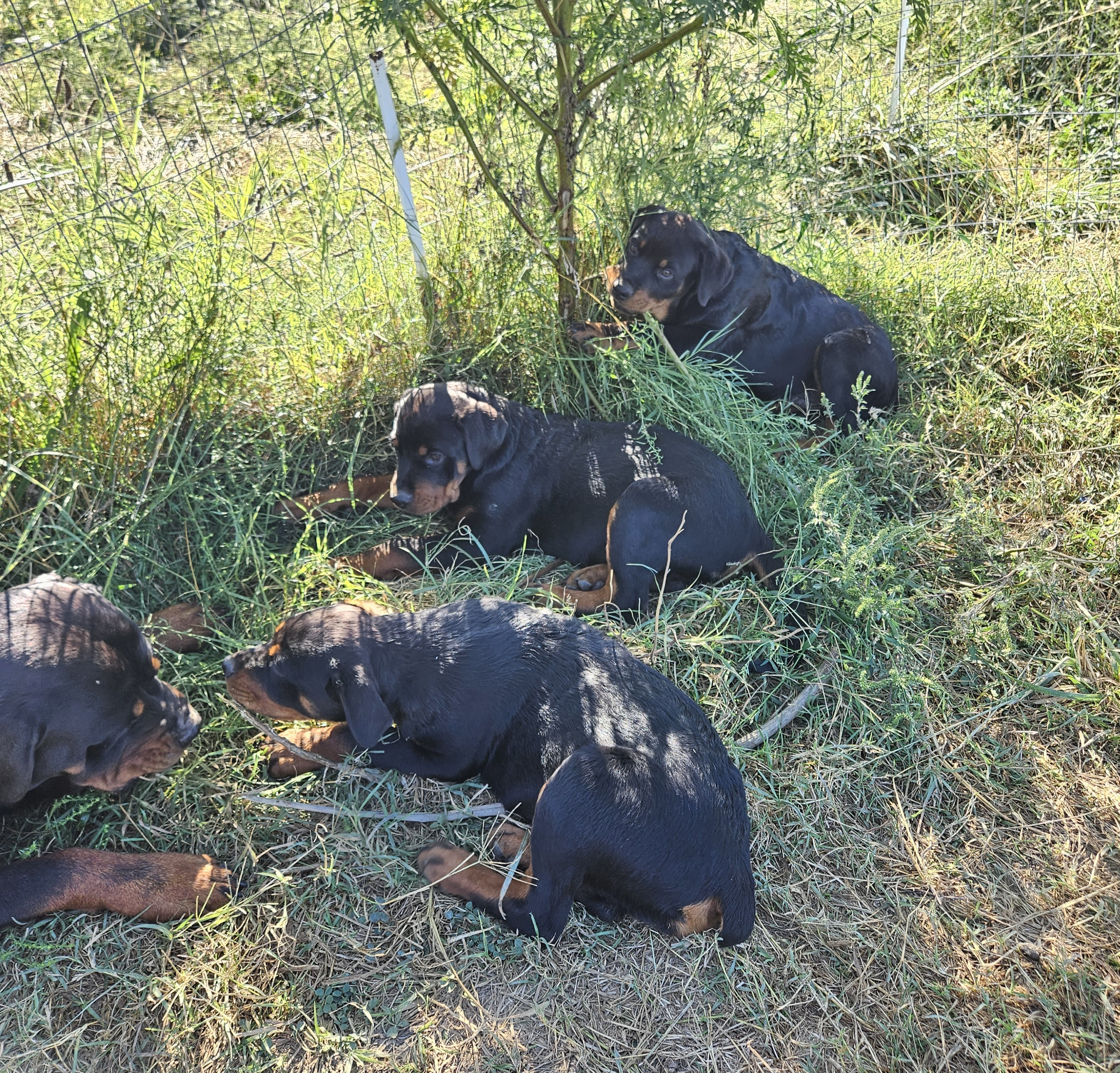 ROTTWEILER PUPS