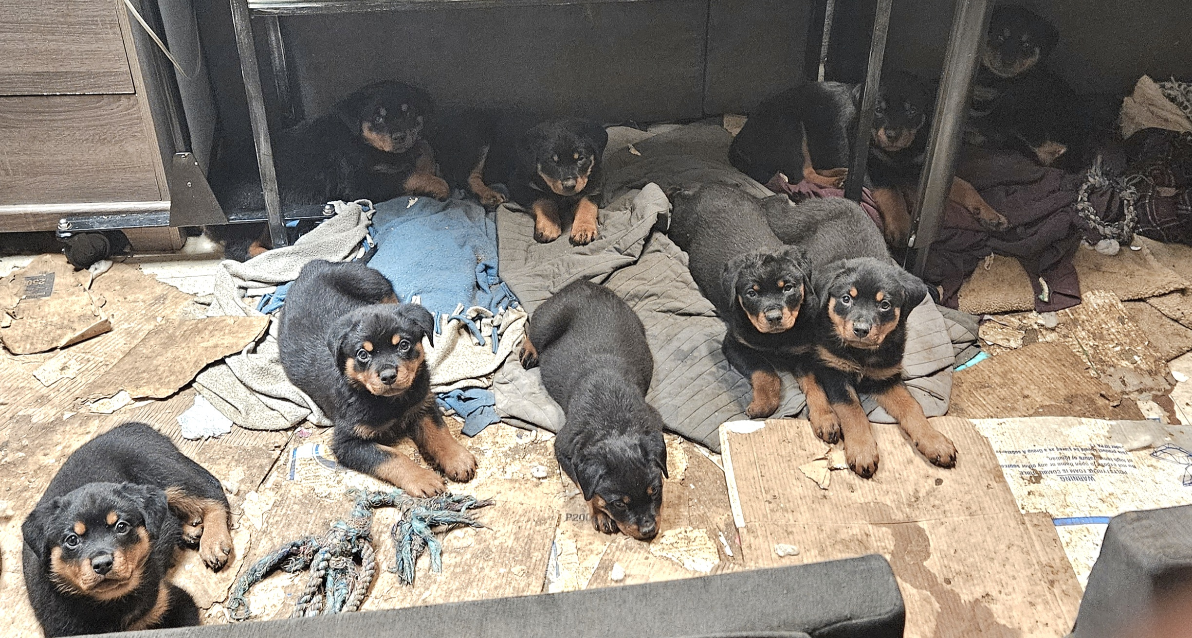 ROTTWEILER PUPS