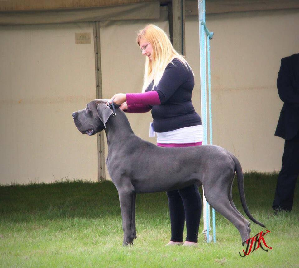 Rhodri 9 months of age, qualifying for Crufts
