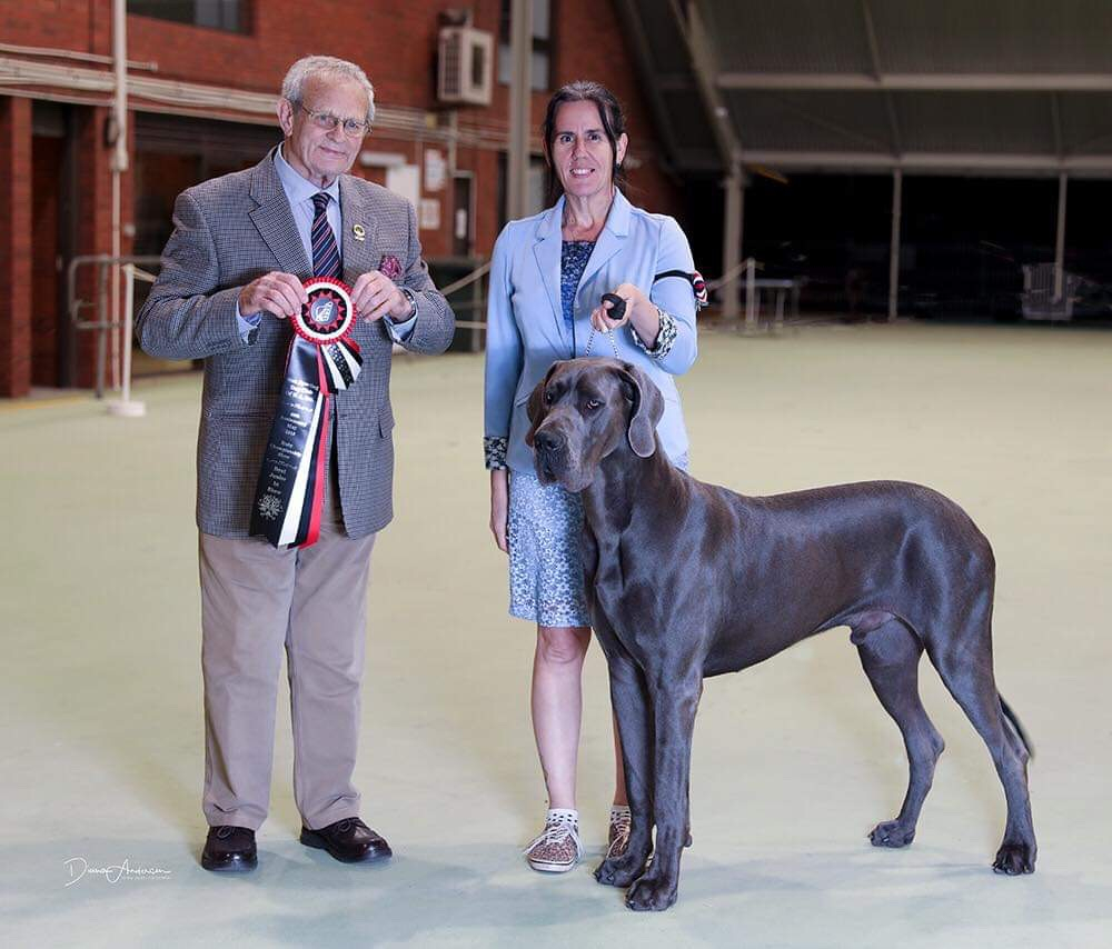 Zeus - Cymroz Dog Of Thunder