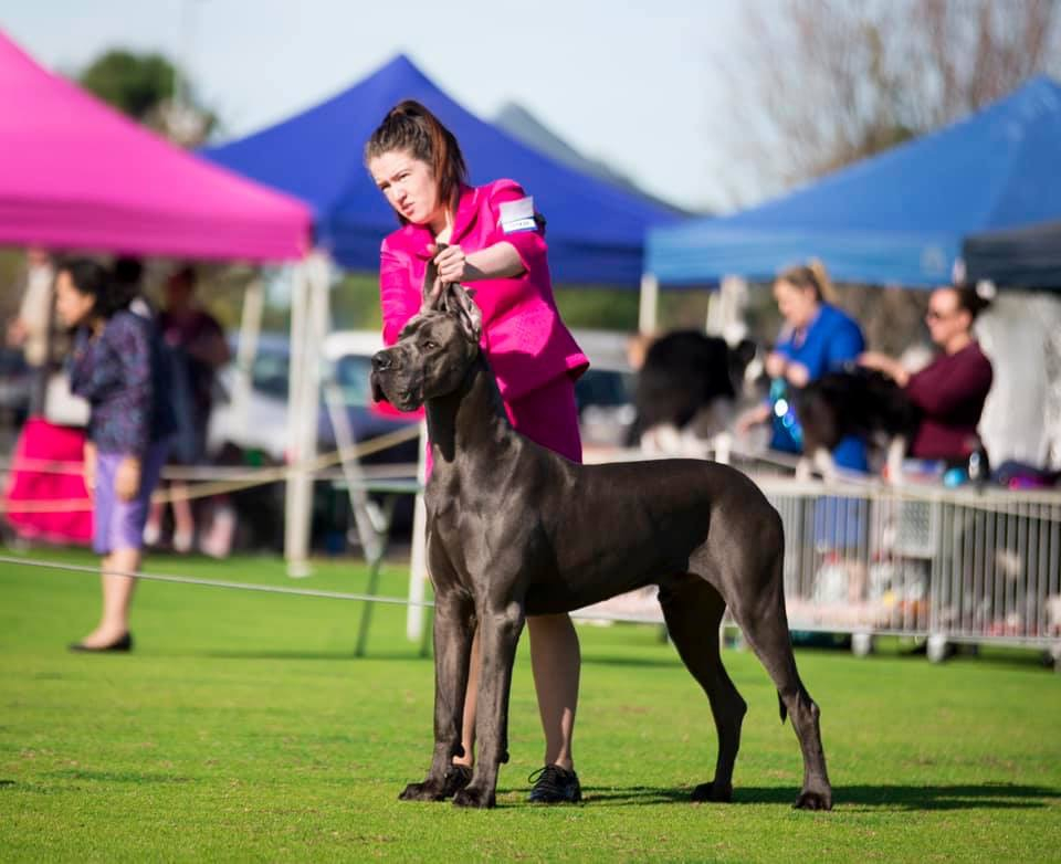 Grand Ch Zeus - Cymroz Dog Of Thunder