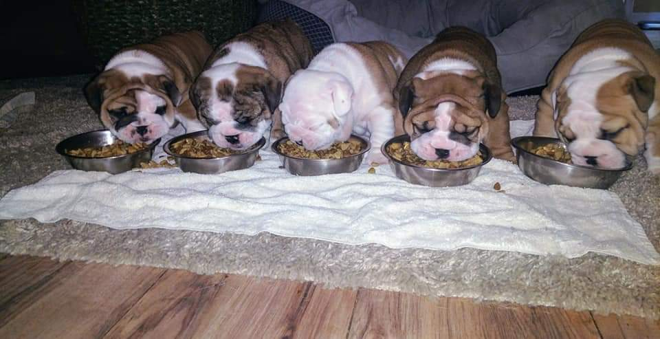 These Rosswell Bulldog Puppies all have loving homes.